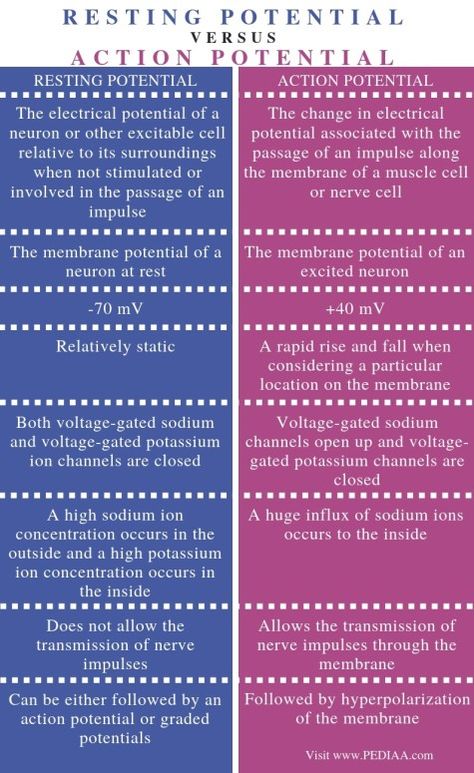 Membrane Potential, Action Potential, Vet Tech School, Nursing School Inspiration, Nurse Study Notes, Basic Anatomy And Physiology, Medical School Studying, Nursing School Notes, Medical School Essentials