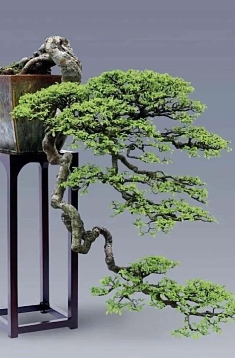 Cascading Bonsai, Cascade Bonsai, Jade Plant Bonsai, Chinese Elm Bonsai, Garden Bonsai Tree, Bonsai Making, Bonsai Nursery, Japanese Bonsai Tree, Bonsai Forest