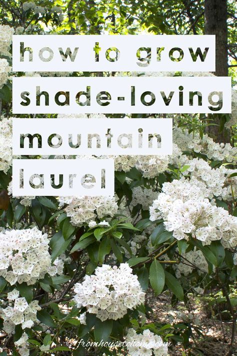 Learn all the details on how to grow and plant Mountain Laurel (Kalmia latifolia), an evergreen shade loving shrub with beautiful spring flowers. #fromhousetohome #gardeningtips #shadeplants #gardenideas #mountainlaurel #plants Laurel Shrub, Texas Mountain Laurel, Shade Loving Shrubs, Kalmia Latifolia, Plants Under Trees, Evergreen Bush, Shade Shrubs, House To Home, Acid Loving Plants