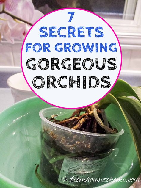 These tips to orchid care for beginners are great! Find out all the basics for growing indoor orchids in pots. #fromhousetohome #indoorplants #plants #gardening #orchids Caring For Orchids, Orchid Propagation, Repotting Orchids, Orchids In Water, Indoor Orchids, Orchid Fertilizer, Orchid Plant Care, Orchid Roots, Grow Gorgeous