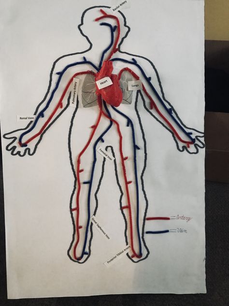 circulatory system: veins & arteries are pipe cleaners.  Heart was made with a 3D printer.  Lungs were printed on paper Circulatory System Model, Circulatory System Projects, Human Heart Diagram, Human Body Systems Projects, Body Systems Project, Jugular Vein, Human Body Projects, Heart Organ, Heart Diagram