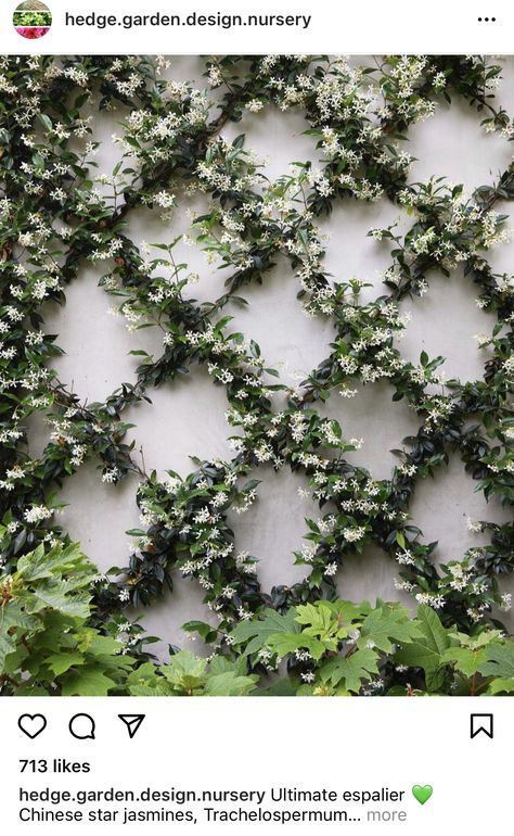 Hedge Garden Design, Hedge Garden, Trachelospermum Jasminoides, Chinese Star, Wall Trellis, Plants Ideas, Garden Decor Ideas, Side Garden, Have Inspiration