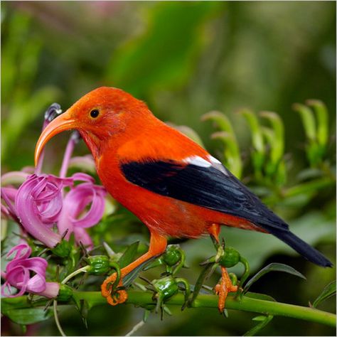 the ” iiwi ” bird, kauai, hawaii.                                                            photograph by jim denny.     cantagreeboutnuffin •                             the ” iiwi ” bird,... Lobelia Flowers, National Wildlife Federation, Bird Watcher, Exotic Birds, All Birds, Bird Pictures, Colorful Birds, Exotic Flowers, Bird Species