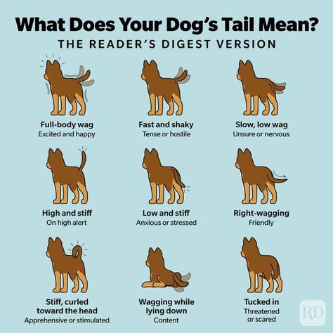 Dog Tail Meanings: 16 Secrets Your Dog Is Communicating with Its Tail Dog Tail Speak, Dog Tail Meaning Language, Dog Meanings, Dog Tail Meaning, Dog Wagging Tail, Fostering Dogs, Dog Life Hacks, Paw Care, Dog Behaviorist