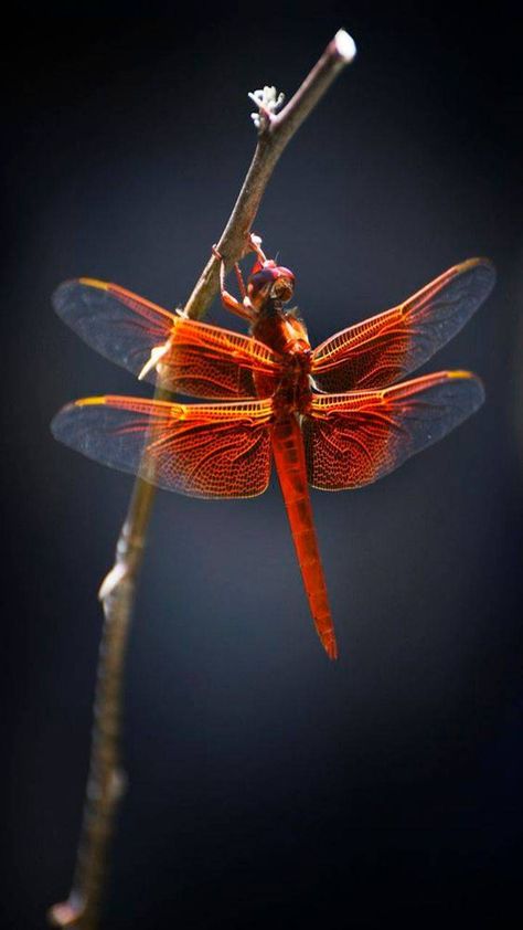 Dragonfly Quilt, Dragonfly Symbolism, Dragonfly Wallpaper, Sky Dragon, Red Dragonfly, Dragonfly Photos, Dragon Flys, Beautiful Dragonfly, Gossamer Wings