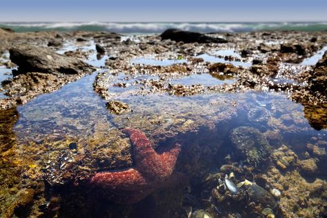 9 Marine Habitats and the Plants and Animals That Depend on Them: Intertidal Zone Open University, Tidal Pool, Tide Pool, City Vacation, Pool Photos, Tide Pools, Rock Pools, Sunshine Coast, Ocean Life