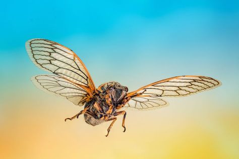 Extreme Close Up, University Of Connecticut, Flying Insects, Tree Roots, Character Reference, Small Trees, In Flight, Close Up, Flight