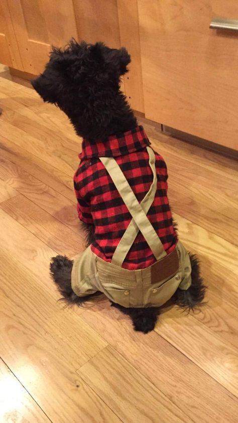 Boy Dog Outfits, Boy Dog Clothes, Khaki Overalls, Overalls Outfits, Puppy Ideas, Cat Apparel, Dog Red, Boy Cat, Red Plaid Flannel