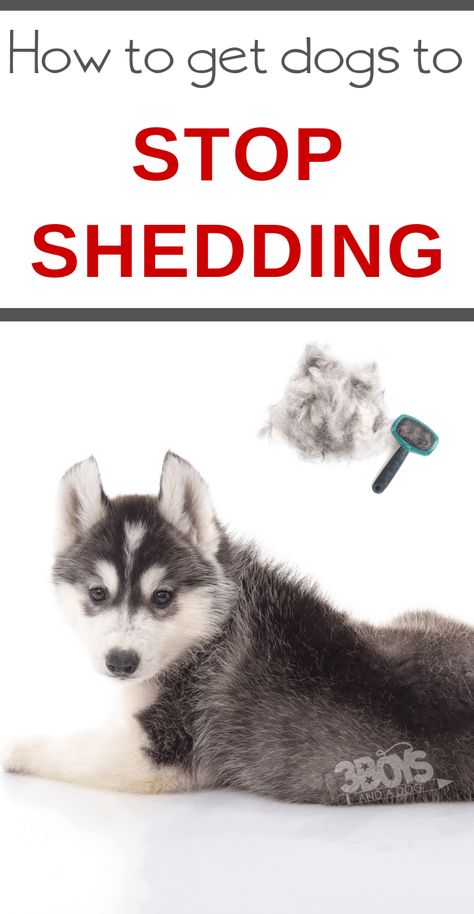 Learn how to put a stop to shedding in dogs. You can use these tips to keep dog hair out of your house! #shedding #doghair #familypet #3boysandadog Stop Dog Shedding, Family Movie Night Snacks, Pumpkin Cheesecake Dip, Baby German Shepherds, Cream Cheese Recipes Dip, Cheese Dip Recipe, Dog Grooming Tools, Cream Cheese Dip, Pumpkin Dip