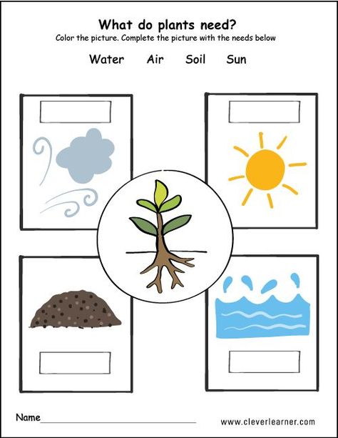 Plants need water air, soil and air kids دورة حياة النبات, Plants Kindergarten, Plant Lessons, Plants Worksheets, Living And Nonliving, Planting For Kids, Plant Activities, Plant Crafts, Plant Science