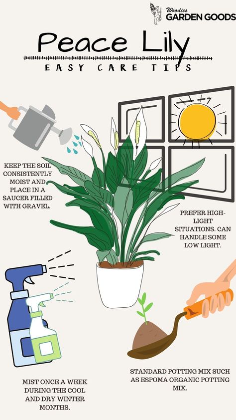 How To Care Plants, Peace Lilies Indoor, Peace Lily Decor, Peace Lily Decor Ideas, Peace Lilly Plants Decor, How To Care For Plants, How To Take Care Of A Peace Lilly, Peace Lily Plant Care Indoor, Peace Lily In Bathroom