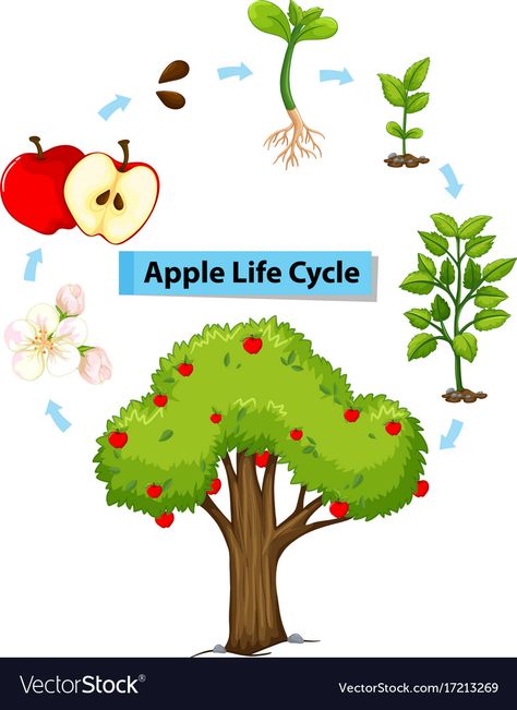 دورة حياة النبات, Sunflower Life Cycle, Cycle For Kids, Apple Life Cycle, Science Posters, Apple Illustration, Apple Vector, Plant Life Cycle, Plant Vector