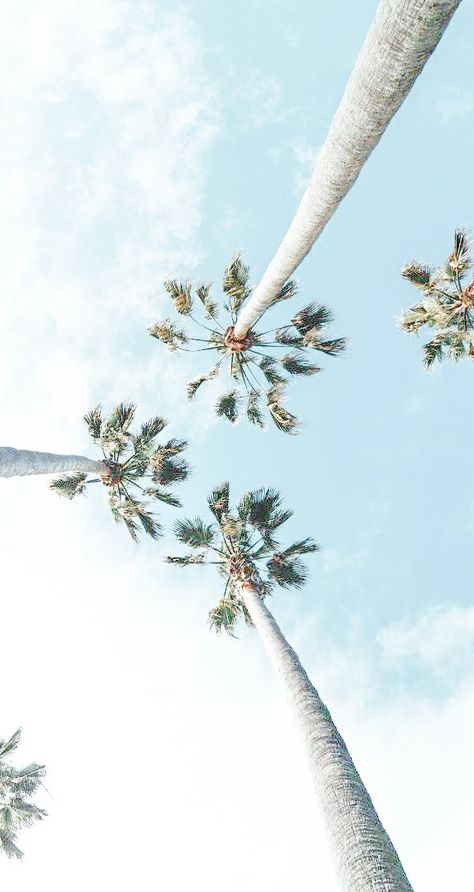 Sky Blue Asthetics Wallpaper, White Summer Background, Coastal Aesthetic Wallpaper Iphone, Beach Widgets Long, Beach Asthetics Photos, Blue Beach Wallpaper Aesthetic, Light Blue Beach Aesthetic Wallpaper, Clear Beach Wallpaper, Palm Tree Phone Wallpaper