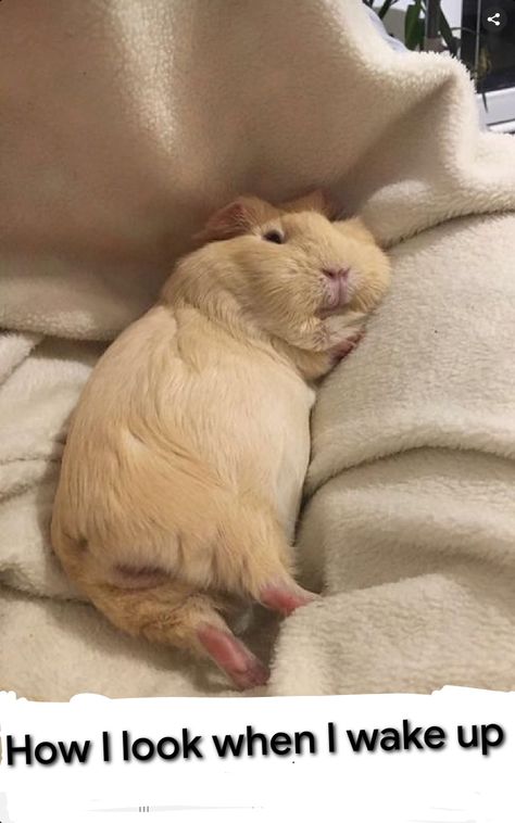 Guinea Pig, Do It, White