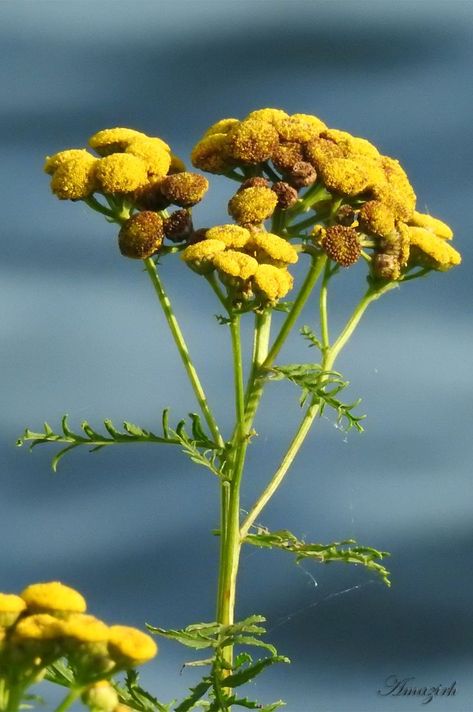 Tansy Flower, Ontario, Canada Tansy Flower, Flower Pants, Flower Alphabet, Ap Art, Fruit And Veg, Eye Care, Ontario Canada, Herb Garden, Flowers Photography