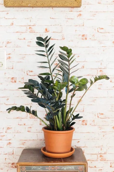 Start off with low-maintenance plants Zamioculcas Zamiifolia, Succulent Potting Mix, Heart Leaf Philodendron, Watering Pot, Self Watering Pots, Zz Plant, Growing Succulents, Evergreen Plants, Low Maintenance Plants