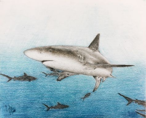 Reef shark colored pencil drawing Shark Sketch, Drawing With Colored Pencils, Drawing With Color, Colored Markers, Shark Drawing, Reef Shark, Colored Pencil Drawing, White Sharks, Great White Shark