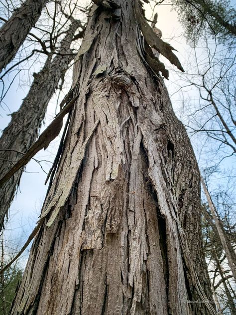 How to Make Shagbark Hickory Syrup | Healthy Forest Foods Hickory Syrup, Hickory Tree, Open Palm, Water Boiling, Single Tree, Fun Easy Recipes, Smoked Bacon, Deciduous Trees, Pancakes And Waffles