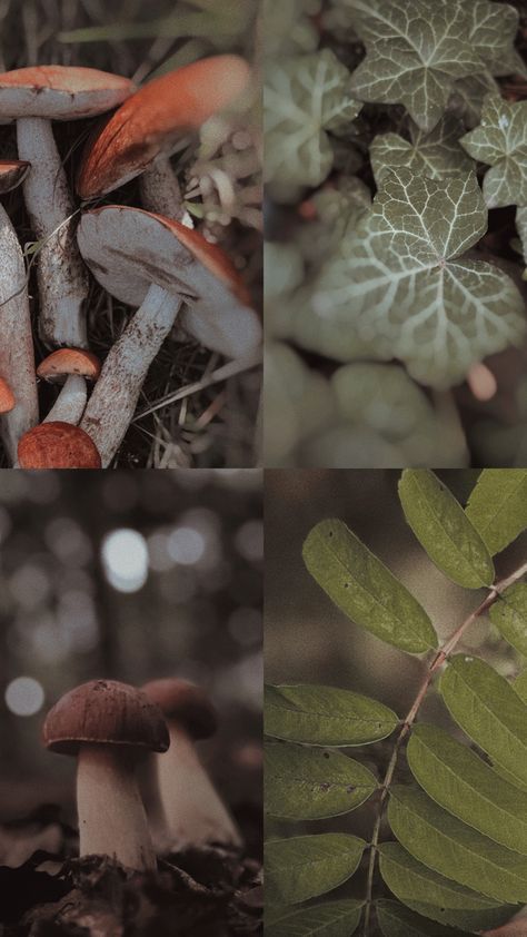 Forest collage  mixed orange- and brown-cap mushrooms, ivy and acacia leaves Acacia Aesthetic, Witch Forest, Autumn Mushrooms, Green Aesthetics, Ivy Leaves, Ivy Leaf, Dark Forest, Aspen, Ivy