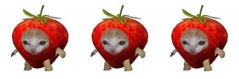 Cat Header, Strawberry Cat, Fruit