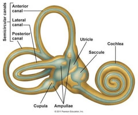 Vertebral Artery, Biological Clock, Intracranial Pressure, Basal Ganglia, Ear Anatomy, Anatomy Bones, Vestibular System, Microscopic Photography, Basic Anatomy And Physiology