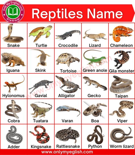 Types Of Reptiles, Pictures Of Reptiles, Animals Name List, Human Body Vocabulary, Animal Pictures For Kids, Animals Name In English, Animals Name, English Grammar For Kids, World History Lessons