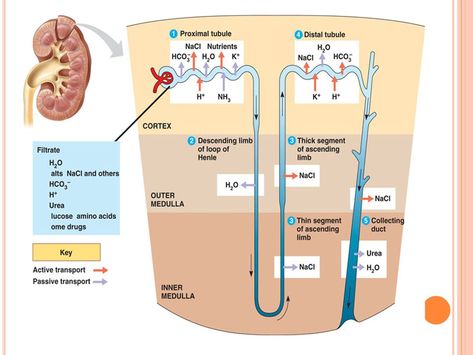 Urine Formation, Renal Physiology, Loop Of Henle, Biomedical Science, Medical School Studying, Medical School Essentials, Biology Notes, Human Anatomy And Physiology, Medical Anatomy