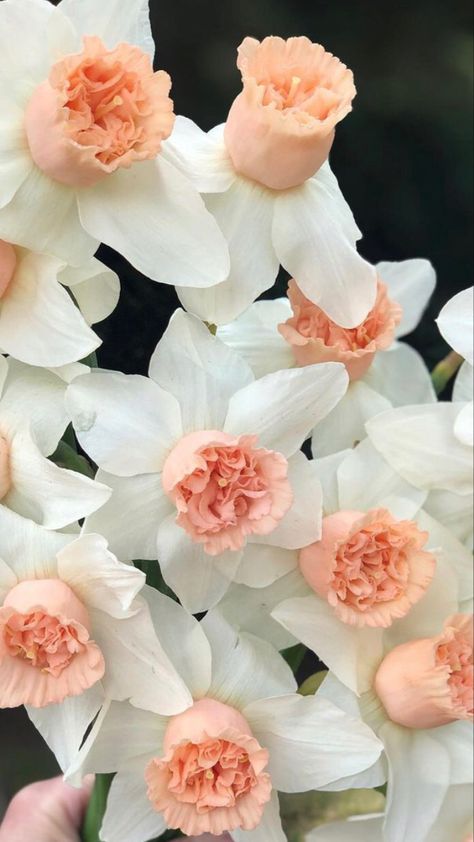 Dafodill Flower Aesthetic, Daphodil Flower, Pink Daffodils, Daffodil Wedding, Daffodils Flowers, Daffodil Bouquet, Daffodil Flowers, Wholesale Flowers Wedding, Narcissus Flower