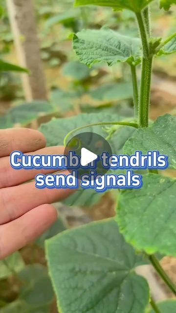 SeedToHarvest on Instagram: "Signals the cucumber tendrils send #garden #gardening #gardeningtips #planting #farming #cucumber" Gardening Hacks Ideas, Cucumber Plants Growing Tips, Cucumber Planting Ideas, Cucumber Garden Ideas, Cucumber Planting, Garden Cucumbers, Cucumber Gardening, Garden Hacks Diy, Garden Companion Planting