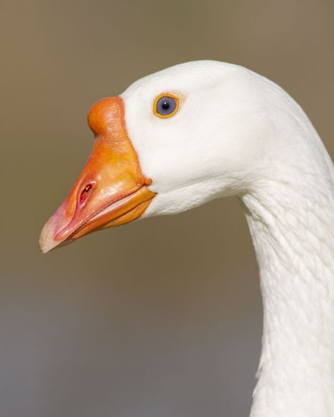 Domestic Blue-eyed Goose | by Jeff Dyck Duck Eyes, Domestic Birds, Aquatic Birds, Duck Photo, Pet Ducks, Face Art Makeup, Low Angle, Blue Eyed, On The Ground