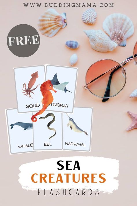 Learn about 16 different ocean animals with these free flashcards. Use these for matching practice, teaching, and so much more. Ocean Animals Preschool Activities, Ocean Animals Pictures, Animals Preschool Activities, Ocean Animals Preschool, Preschool Ocean Theme, Work For Kindergarten, Ocean Preschool, Alphabet Sort, Preschool Ocean