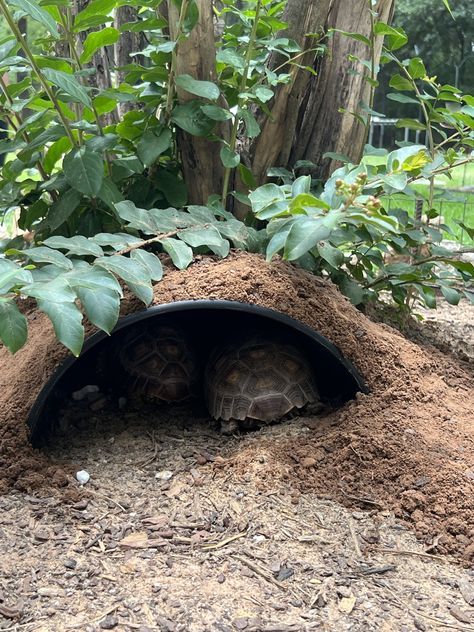 Box Turtle Habitat Outdoor Diy, Diy Tortoise Habitat Outdoor, Sulcata Tortoise Enclosure, Tortoise Enclosure Outdoor, Tortoise Aesthetic, Tortoise Enclosure Indoor, Outdoor Tortoise Enclosure, Turtle Enclosure, Turtle House