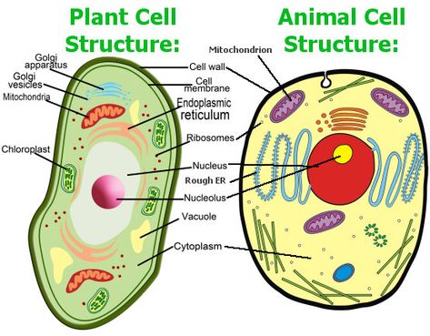 Animal Cell And Plant Cell, Plant Cell Organelles, Edible Cell Project, Animal Cell Structure, Plant Cell Project, Edible Cell, Plant Cell Diagram, Cell Model Project, Plant Cell Structure