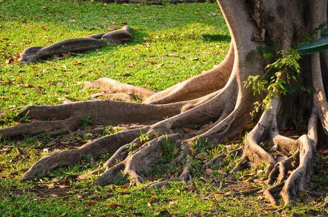 Grass Around Trees, Ideas For Where Grass Wont Grow, Cover Tree Roots In Yard, How To Cover Exposed Tree Roots, Lawn Problems, Planting Grass, Landscaping Around Trees, Bermuda Grass, Grass Roots