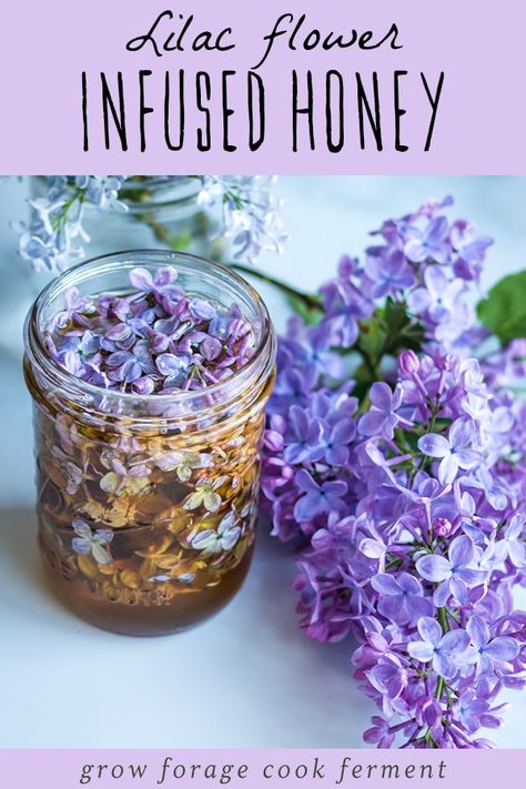 This lilac infused honey is easy to make and a delicious way to preserve the beautiful taste of these edible spring flowers! Edible Flowers Recipes, How To Grow Lemon, Infused Honey, Wild Food Foraging, Foraging Recipes, Herbs For Health, Wild Edibles, Honey Recipes, Infused Oils