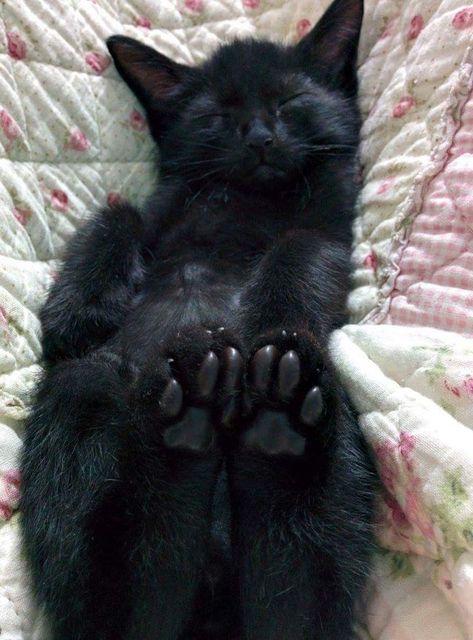 A Black Cat, A Black, Black Cat, Bed, Black