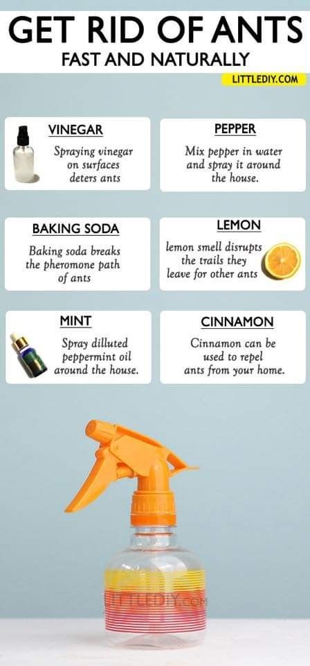 Natural Remedies For Ants, Plants In The House, Ant Killer Recipe, Homemade Ant Killer, Homemade Bug Repellent, Repellent Diy, Essential Oil Bug Spray, Diy Bug Repellent, Ant Spray