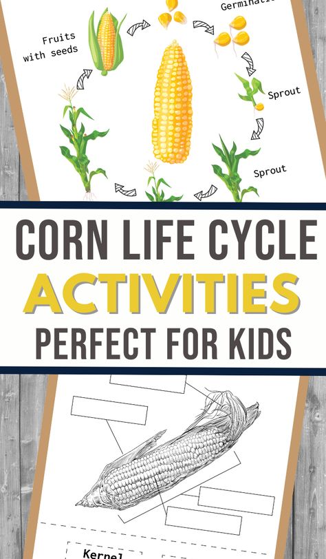 Corn Activity, November Ideas, Cooking Classes For Kids, Popular Crafts, Visual Learning, Facts For Kids, Preschool Printable, Free Homeschool, Homeschool Activities