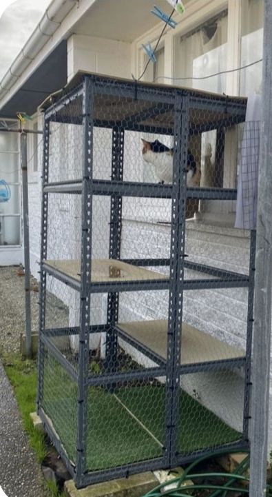 Cat House Connected To House, Diy Catbox Enclosure, Diy Outdoor Cat Enclosure Cheap, Cat Area In Garage, Catio Plans Diy Easy, Catio Shelving Ideas, Easy Diy Catios, Easy Catio Plans, Diy Catios For Cats Outside Cheap