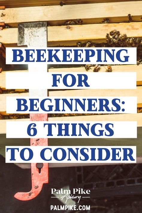 Diy Bee Apiary, Raising Bees For Beginners, Starting Bee Keeping, Keeping Bees, Starting A Bee Hive, Bee Keeping For Beginners Backyards, Natural Bee Keeping, Bee Hives, Honey Bees