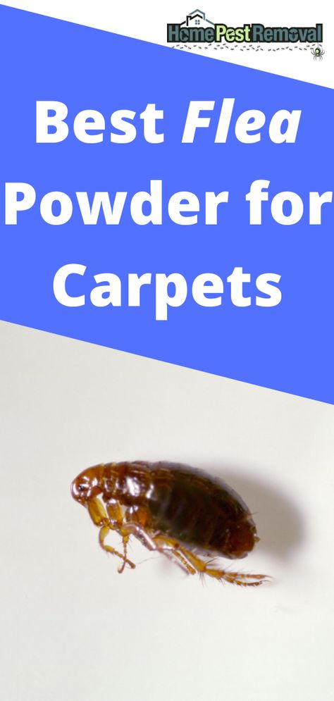 Fleas are annoying little pests that can go unnoticed in your home for quite some time.

They can hide in your carpets and quickly multiply before you even spot them.

Flea powder is a great way to get rid of them because it’s inexpensive and easy to use.

What’s the best flea powder for carpets? Diy Flea Powder For Carpet, Flea Carpet Powder Diy, How To Get Rid Of Fleas In House Carpets, Homemade Flea Powder For Carpet, Borax For Fleas, Diy Flea Spray For House Furniture, Fleas Remedies For House Carpet, Fleas Remedies For House How To Get Rid, How To Kill Fleas In Your House