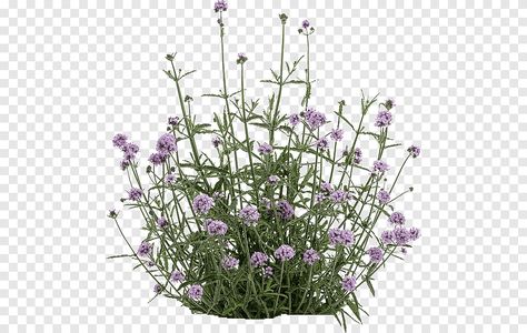 French Lavender Plant, Lavender Png, Green Wall Garden, Garden Lavender, Verbena Bonariensis, Plant Png, Purple Plants, Grass Flower, Lavender Garden