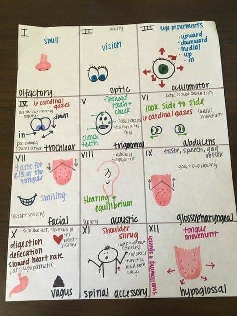 Cranial Nerves Cheat Sheets, 12 Cranial Nerves Nursing, Cranial Nerves Nursing, Cranial Nerves Assessment, Cranial Nerve Assessment, Clinical Medical Assistant Notes, Med Cards Nursing, Cranial Nerves Mnemonic Cheat Sheets, Cranial Nerves How To Remember