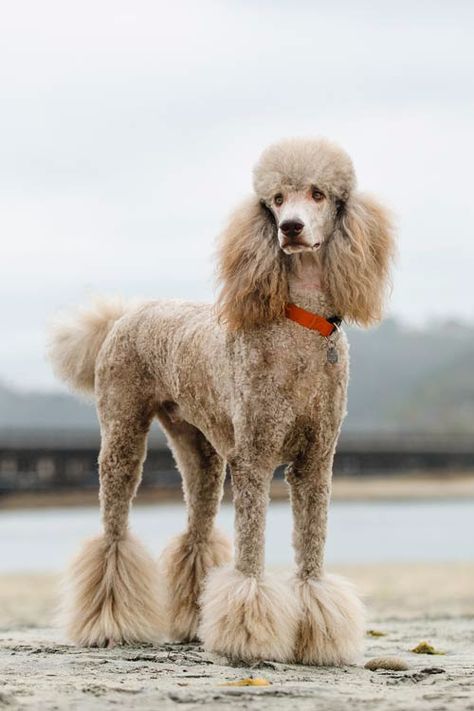 Puppy Pfp, Standard Poodle Haircuts, Poodle Haircut Styles, Poodle Tattoo, Anjing Poodle, Sketch Nature, Poodle Hair, Poodle Haircut, Animal Aesthetic