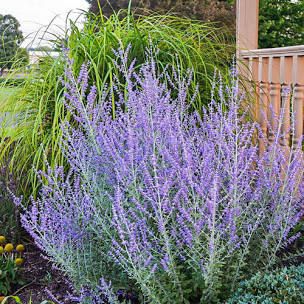 Perovskia Blue Spire, Russian Sage, Drought Tolerant Perennials, Spring Hill Nursery, Sage Plant, Perennial Grasses, Fragrant Garden, Sun Perennials, Aromatic Plant