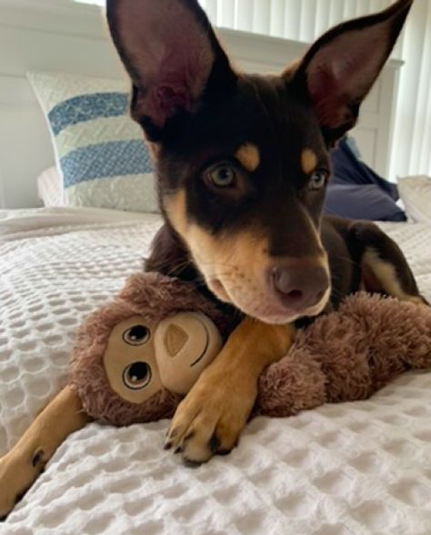 Red Kelpie Dog, Australian Kelpie Puppy, Kelpie Puppies, Red Kelpie, Kelpie Puppy, Soul Dog, Cattle Dog Puppy, Kelpie Dog, Australian Kelpie Dog