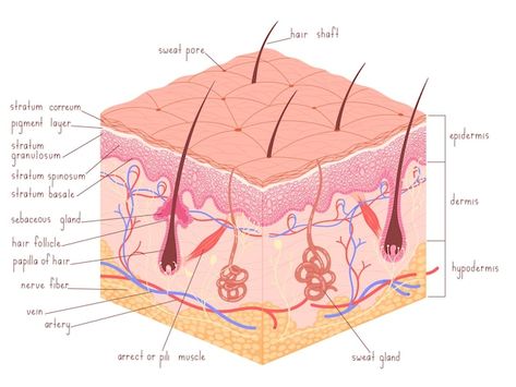 Vector human skin anatomy epidermis with... | Premium Vector #Freepik #vector #skin-anatomy #epidermis #skin-structure #anatomy Skin Physiology, Medical Vector, Skin Anatomy, Dermatology Clinic, Skin Facts, Biology Lessons, Skin Structure, Acrylic Painting Tips, School Study