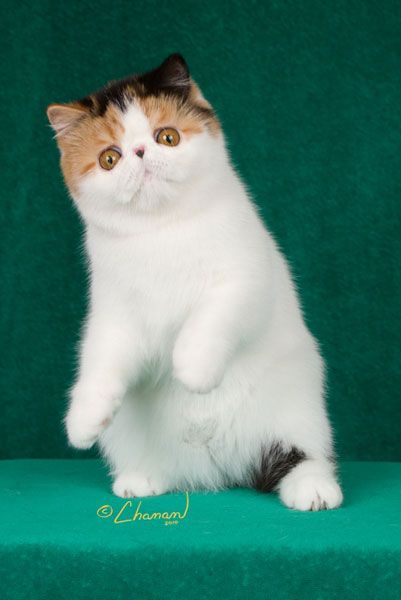 Purfurvid: Exotic Shorthair Cats & Persian Cats - GC Purfurvid Pop Gun of Toxicate Short Haired Cat, Snoopy Cat, All Cat Breeds, Exotic Shorthair Cat, Calico Cats, Persian Cats, Shorthair Cat, Exotic Cats, Exotic Shorthair