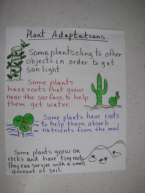 Here's a cool anchor chart on adaptations of plants. Plant Adaptations Anchor Chart, Adaptations Anchor Chart, Visual Poster, Plant Adaptations, Grade 3 Science, Fourth Grade Science, Science Anchor Charts, Animal Adaptations, First Grade Science