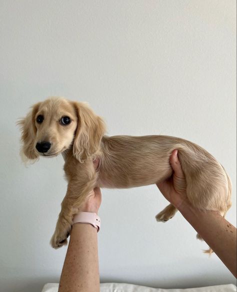 Weenier Dog Puppies, Weiner Dog Puppies Long Haired, Blond Long Haired Dachshund, Blonde Long Hair Dachshund, Blonde Daschund Puppies, Blonde Dachshund Puppy, Blonde Wiener Dog, Blonde Dashound, Mini Golden Retriever Dachshund